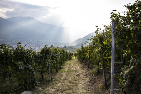 Path through the vineyards